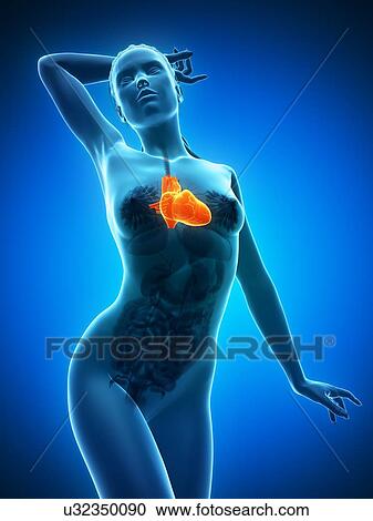 Clipart - Healthy heart, artwork. Fotosearch