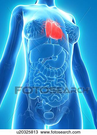 Drawing - Healthy heart, artwork. Fotosearch