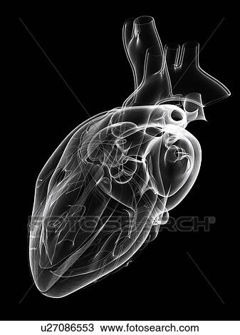 Drawing - Healthy heart, artwork. Fotosearch