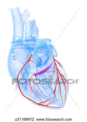 Drawing - Healthy heart, artwork. Fotosearch