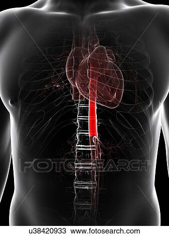 Healthy heart, artwork View Large Illustration Drawing - Healthy heart, artwork. Fotosearch