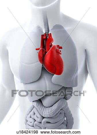 Stock Illustration - Healthy heart, artwork. Fotosearch