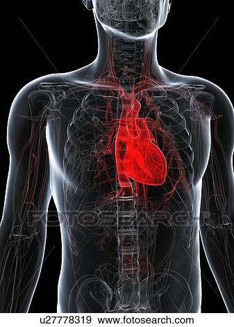 Stock Illustration - Healthy heart, artwork. Fotosearch