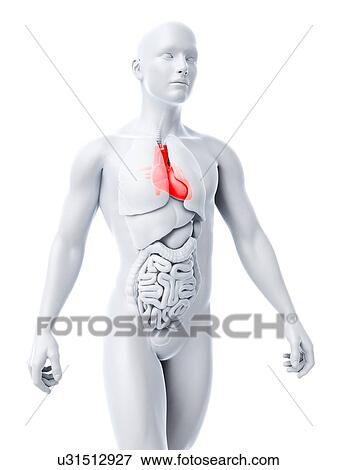 Stock Illustration - Healthy heart, artwork. Fotosearch