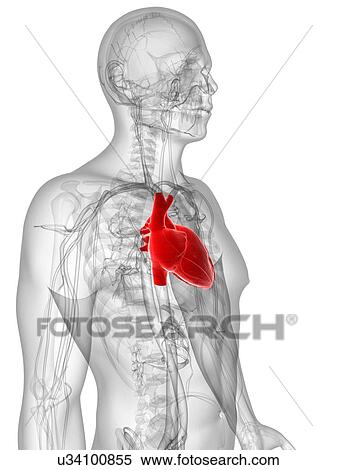 Stock Illustration - Healthy heart, artwork. Fotosearch