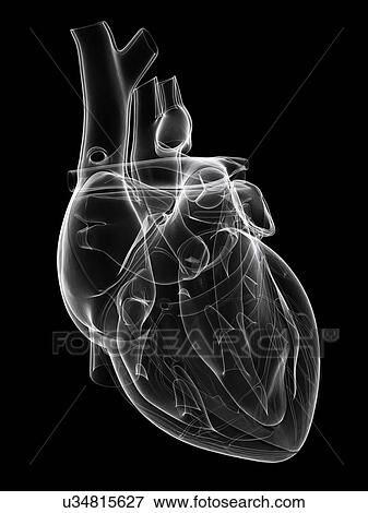 Healthy heart, artwork View Large Illustration Stock Illustration - Healthy heart, artwork. Fotosearch