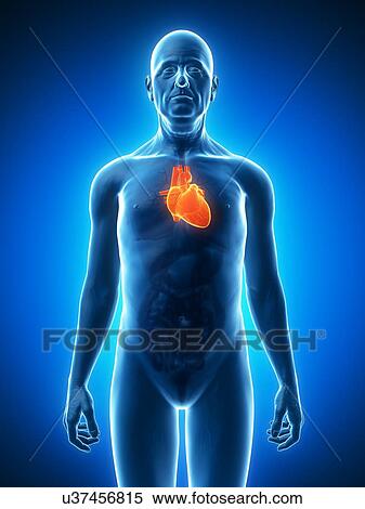 Stock Illustration - Healthy heart, artwork. Fotosearch
