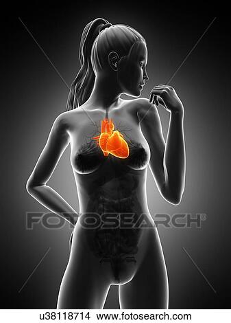 Stock Illustration - Healthy heart, artwork. Fotosearch