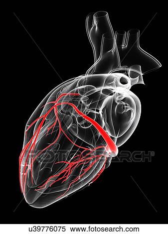 Stock Illustration - Healthy heart, artwork. Fotosearch