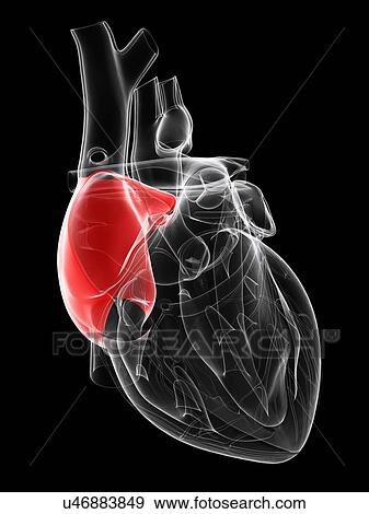 Healthy heart, artwork View Large Illustration Stock Illustration - Healthy heart, artwork. Fotosearch