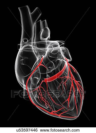 Healthy heart, artwork View Large Illustration Stock Illustration - Healthy heart, artwork. Fotosearch