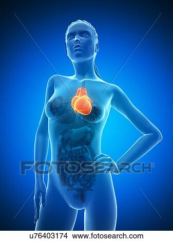 Stock Illustration - Healthy heart, artwork. Fotosearch