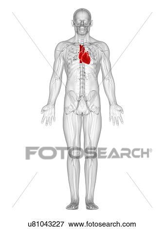 Stock Illustration - Healthy heart, artwork. Fotosearch