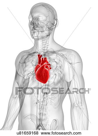 Stock Illustration - Healthy heart, artwork. Fotosearch