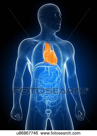 Healthy heart, artwork View Large Illustration Stock Illustration - Healthy heart, artwork. Fotosearch