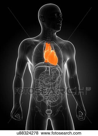 Stock Illustration - Healthy heart, artwork. Fotosearch