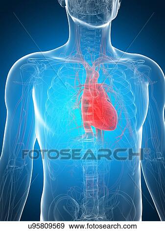 Stock Illustration - Healthy heart, artwork. Fotosearch