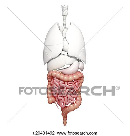 Drawing - Healthy intestines, artwork. Fotosearch