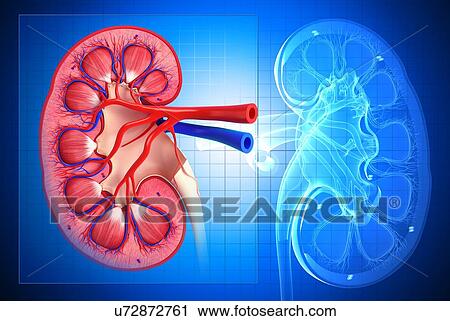 Clip Art - Healthy kidney, artwork. Fotosearch