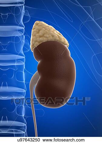 Clipart - Healthy kidney, artwork. Fotosearch