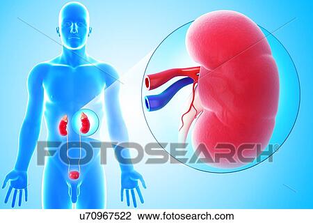Healthy kidney, artwork View Large Illustration Drawing - Healthy kidney, artwork. Fotosearch