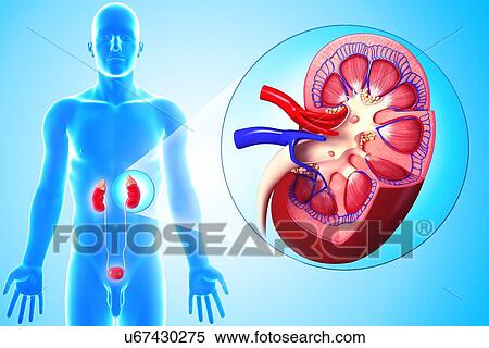 Healthy kidney, artwork View Large Illustration Stock Illustration - Healthy kidney, artwork. Fotosearch