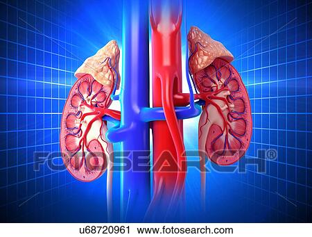 Clip Art - Healthy kidneys, artwork. Fotosearch