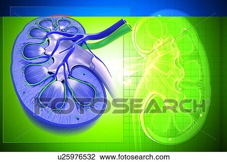 Healthy kidneys, artwork View Large Illustration Drawing - Healthy kidneys, artwork. Fotosearch