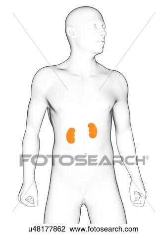 Drawing - Healthy kidneys, artwork. Fotosearch