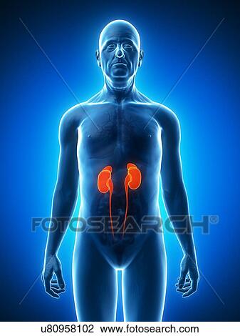 Drawing - Healthy kidneys, artwork. Fotosearch