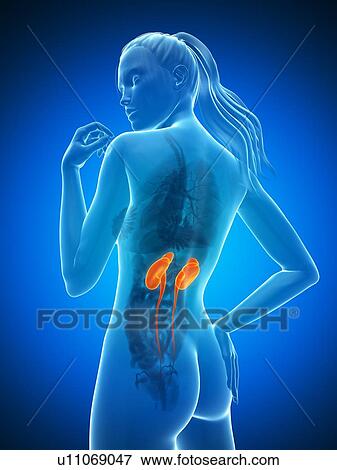 Stock Illustration - Healthy kidneys, artwork. Fotosearch