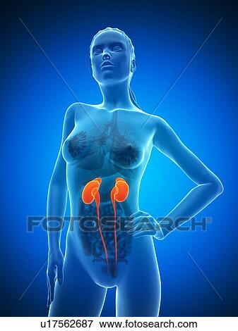 Stock Illustration - Healthy kidneys, artwork. Fotosearch
