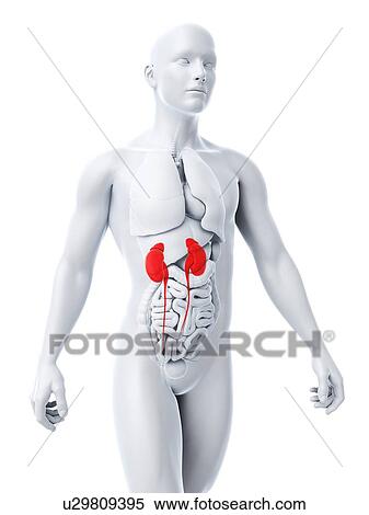 Stock Illustration - Healthy kidneys, artwork. Fotosearch