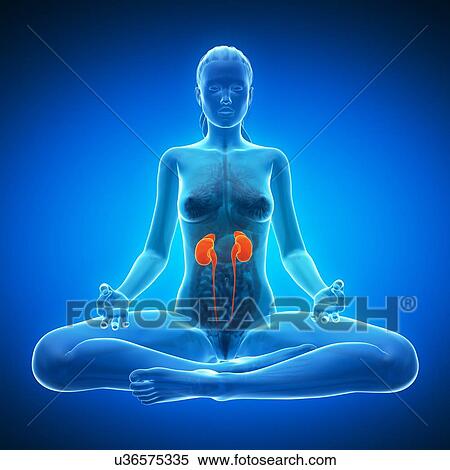Stock Illustration - Healthy kidneys, artwork. Fotosearch