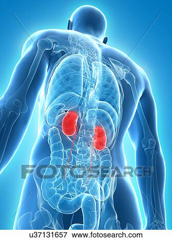 Healthy kidneys, artwork View Large Illustration Stock Illustration - Healthy kidneys, artwork. Fotosearch