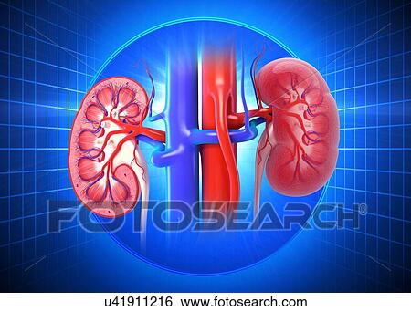Healthy kidneys, artwork View Large Illustration Stock Illustration - Healthy kidneys, artwork. Fotosearch