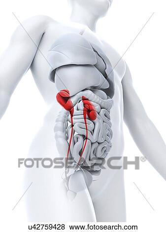 Stock Illustration - Healthy kidneys, artwork. Fotosearch