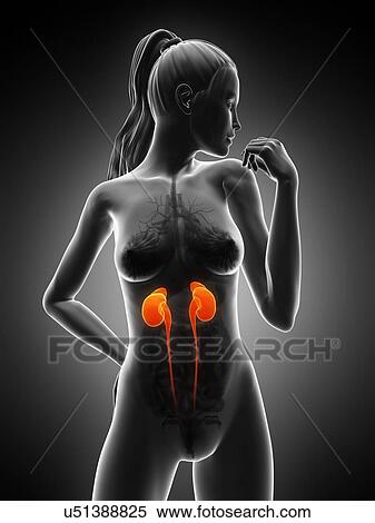 Stock Illustration - Healthy kidneys, artwork. Fotosearch