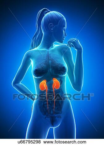 Stock Illustration - Healthy kidneys, artwork. Fotosearch