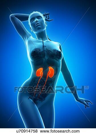 Healthy kidneys, artwork View Large Illustration Stock Illustration - Healthy kidneys, artwork. Fotosearch