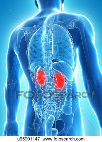 Stock Illustration - Healthy kidneys, artwork. Fotosearch