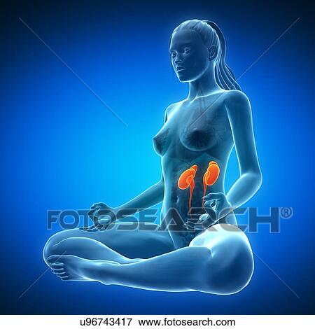 Stock Illustration - Healthy kidneys, artwork. Fotosearch