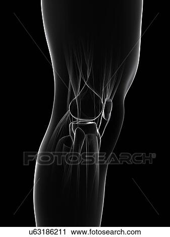 Clip Art - Healthy knee, artwork. Fotosearch