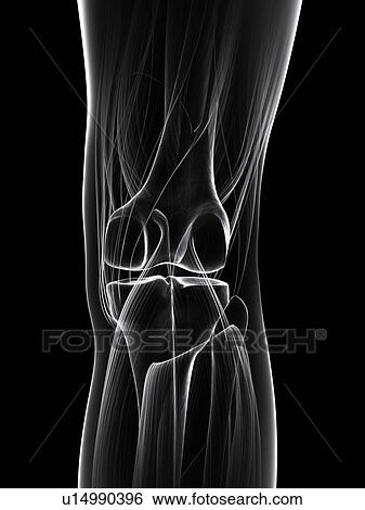 Stock Illustration - Healthy knee, artwork. Fotosearch