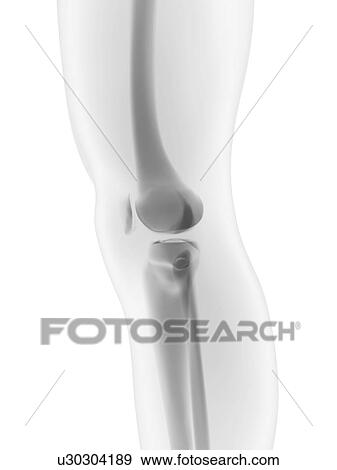 Stock Illustration - Healthy knee, artwork. Fotosearch