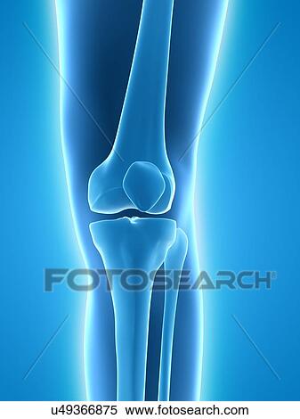 Stock Illustration - Healthy knee, artwork. Fotosearch
