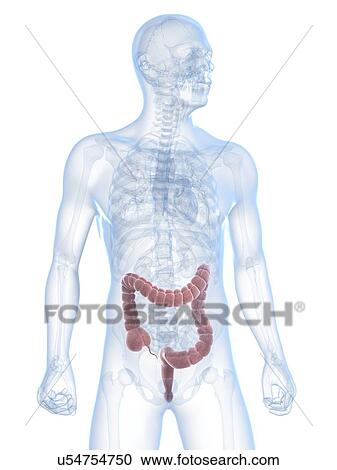 Clipart - Healthy large intestine, artwork. Fotosearch