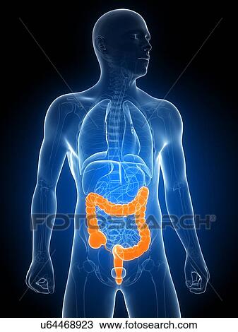 Healthy large intestine, artwork View Large Illustration Drawing - Healthy large intestine, artwork. Fotosearch