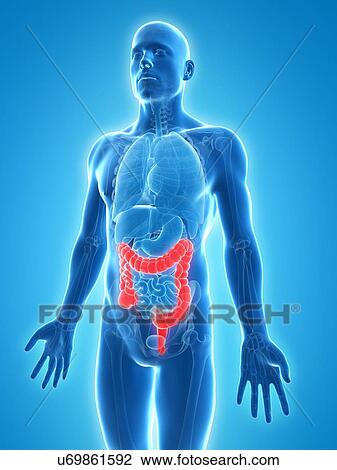 Drawing - Healthy large intestine, artwork. Fotosearch