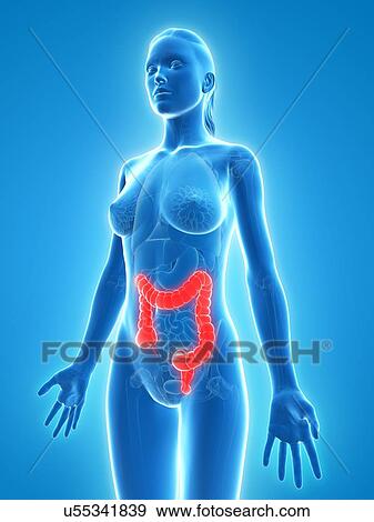 Healthy large intestine, artwork View Large Illustration Stock Illustration - Healthy large intestine, artwork. Fotosearch